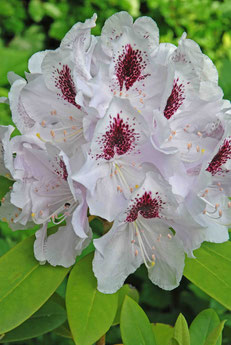 Rhododendron 'Calsap' 
