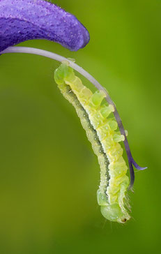 Raupe am Wiesen-Salbei (Foto: Franz Rothenhäusler)