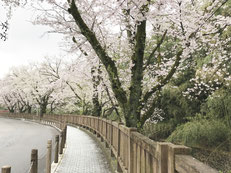 犬山城周辺の桜