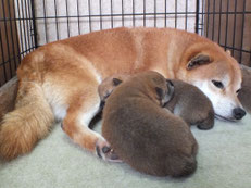 赤柴桜と子犬の画像