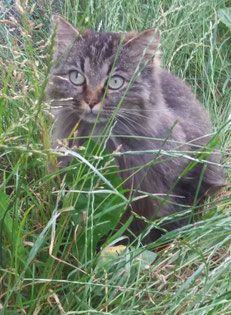 Katze, Hund, Kaninchen, Kleintiere, Meerschweinchen
