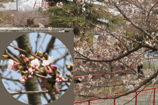 貼り付け合成では自由に移動が可能