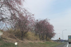 こちらはしだれ桜