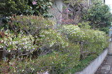 毎年、紫陽花が花ガラを摘んで手入れしている