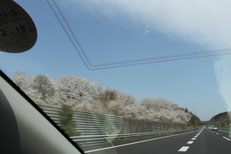 桜が満開で思わずパチリ!(紫陽花が運転中)