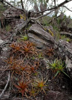 Dyckia glabrifolia (Foto: Leme)