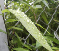 梅雨の雨の雫2