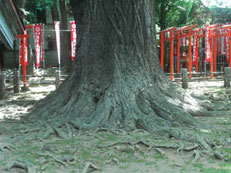 鬼子母神の公孫樹の画像