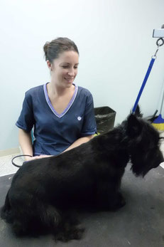 Laura grooming Scottish Terrier