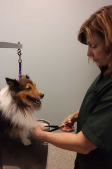 Jill grooming a Collie