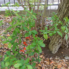 公園でひっそり咲く花