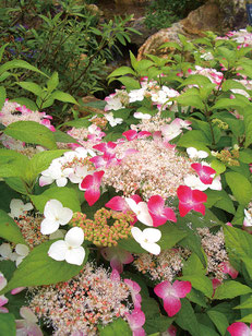 高知県立牧野植物園提供