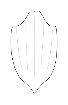 Platrón (vista ventral)