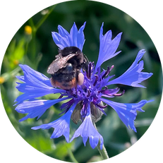 Naturnaher Garten, Hummel auf Blume