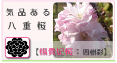 楊貴妃桜【四樹彩】アイコン　和×夢 nagomu farm