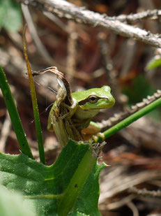 Laubfrosch - Foto: M. Knecht