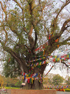 der berühmte Baum
