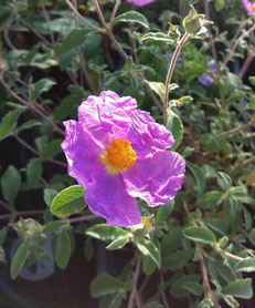 Zistrose