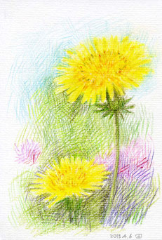 「蒲公英」 イラスト・田園