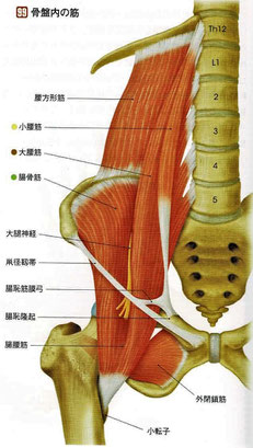 骨盤内の筋