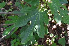 large leaf tree inTokyo