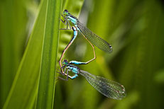 Foto: Harald Sporn; Große Pechlibelle