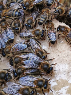 abeilles noires candi protéiné pollen