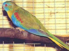 Bronze Falbe Neophema pulchella( Schönsittich) 
