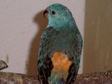 Aqua  Psephotus haematonotus (Singsittich) 