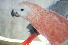 Rot Psittacus erithacus (Graupapagei)