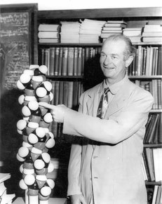 Linus Pauling fue uno de los químicos más destacados del siglo XX. Fotografía recuperada del Archivo Histórico dedicado a su figura de la Universidad de Oregón.