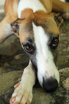 Galgo Espanol (Glatthaar)