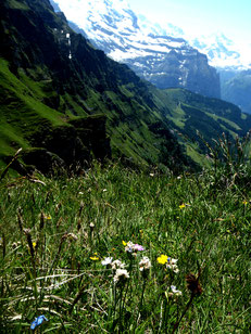 Wengen- Jungfrau