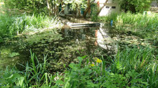 Jardin naturel (20ème)