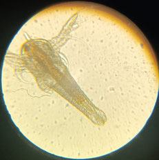 Artemianauplie unter dem Mikroskop