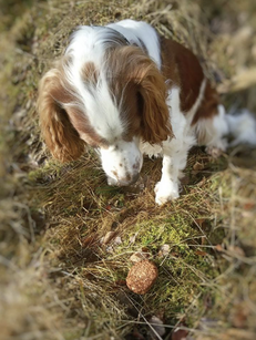 Junghundekurs, Hundetraining, Hundeschule, Butzbach, World of Dogs
