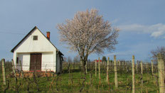 weingut wassmann, weinbergshaus, blühender mandelbaum