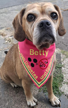Hundehalstuch für Diabetiker und Epilepsie. Bestickt mit Name,Blindenpunkte und NICHT Füttern Symbol. Hab Diabtes und Epilepsie