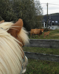 Rejections are a fact of life. Nobody said publishing a book on horsetraining was easy