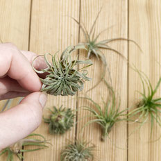 How To Revive Air Plants, from watering to pruning by PASiNGA blog