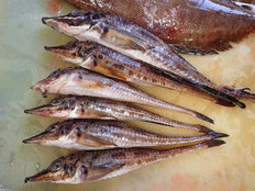 ハッカク　五島列島の魚　未利用魚