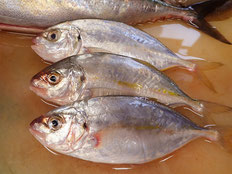 シマアジ　五島列島の魚　未利用魚