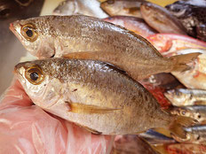 クロサギ　五島列島の魚　未利用魚