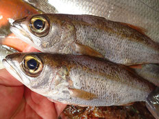 クロムツ　土佐清水の魚　未利用魚