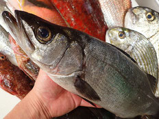 ヒラスズキ　土佐清水の魚　未利用魚