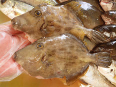 カワハギ　五島列島の魚　未利用魚