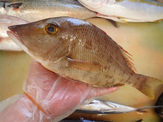 フエフキダイ　五島列島の魚　未利用魚