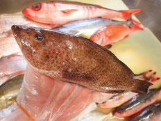 オオモンハタ　五島列島の魚　未利用魚