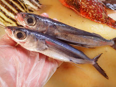 トビウオ　五島列島の魚　未利用魚