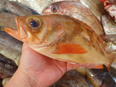 ウスメバル　土佐清水の魚　未利用魚